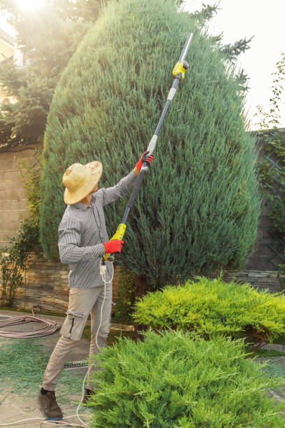 Best Tree Mulching  in Milpitas, CA